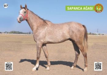 Anadolu TİM Elit 2024